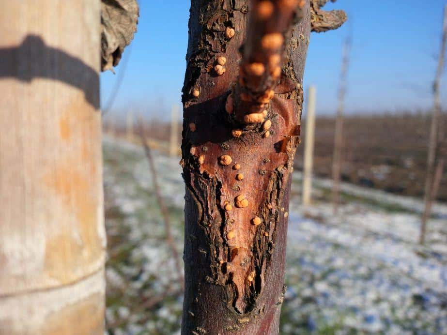 Warto mieć miedź! – wszystko co powinieneś wiedzieć o chorobach kory i drewna!