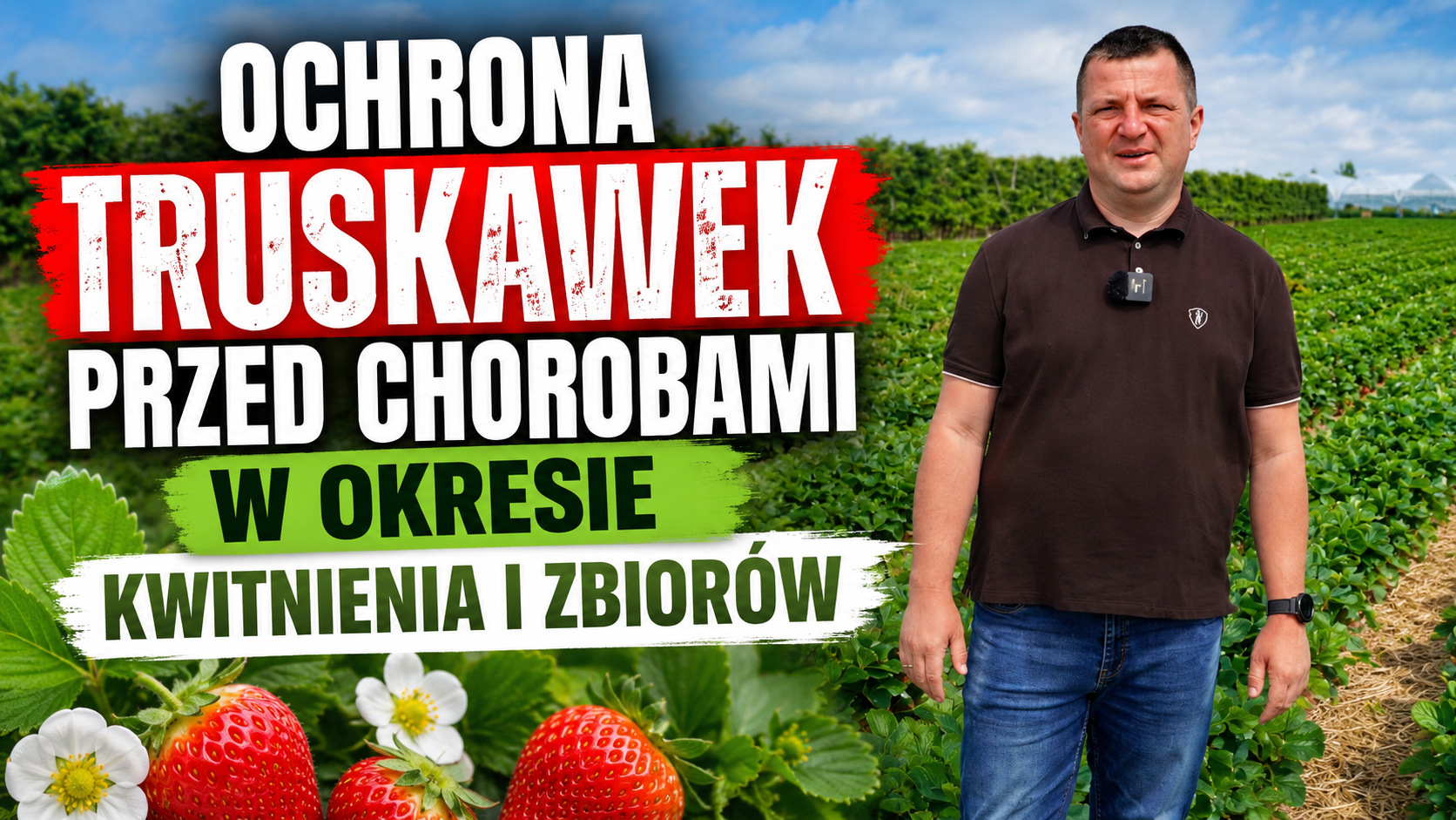 Ochrona truskawek przed chorobami – strategie w okresie kwitnienia i zbiorów