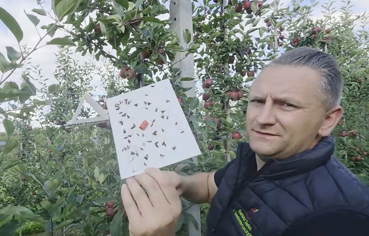 Drugie pokolenie owocówki – już lata czy jeszcze trzeba czekać?