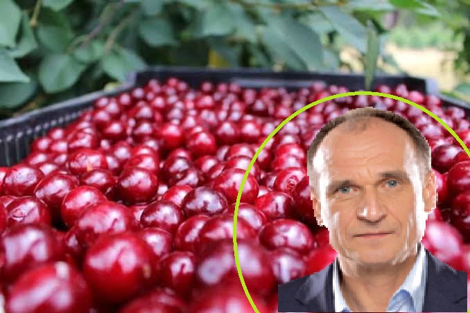 Groźny wypadek podczas zbioru wiśni. Poseł apeluje o ostrożność