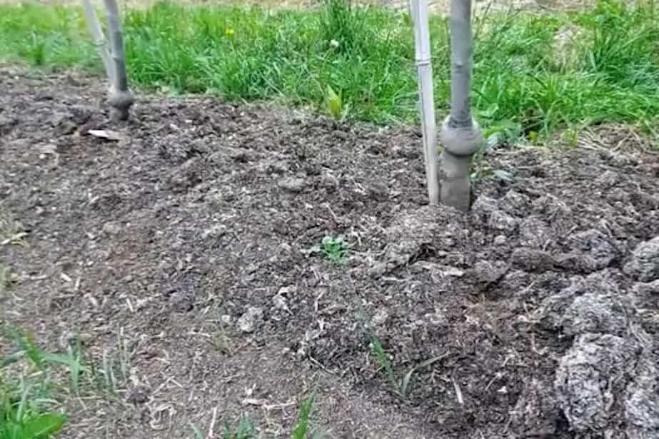 Podłoże popieczarkowe – lepsza alternatywa dla obornika?