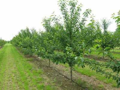 sad-wisniowy-czerwiec