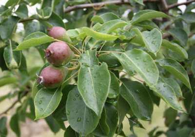 zawiazki-grusza-01-06