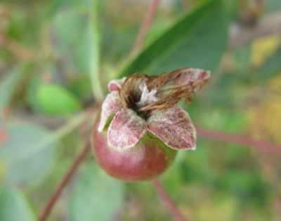 zawizek-jablon-czerwiec