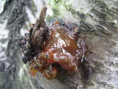 Uwaga na raka bakteryjnego!