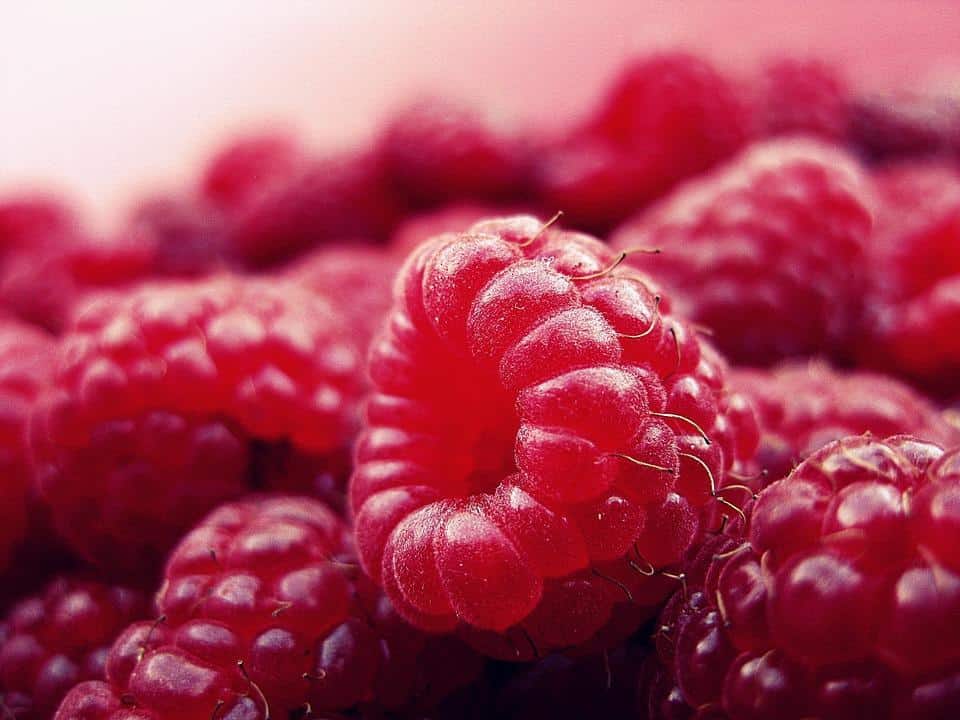 Serbia traci przewagę w produkcji malin, bo sadzi gorsze jakościowo polskie odmiany?