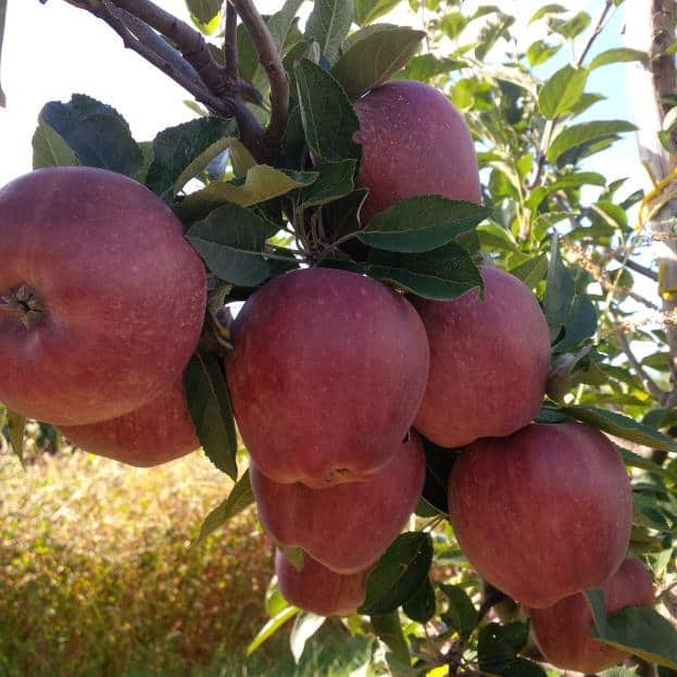 Uprawa Red Delicious – doświadczenia sadownika