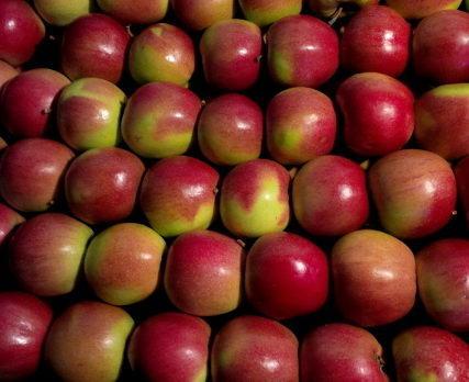 Produkcja, import i spożycie jabłek w Rosji