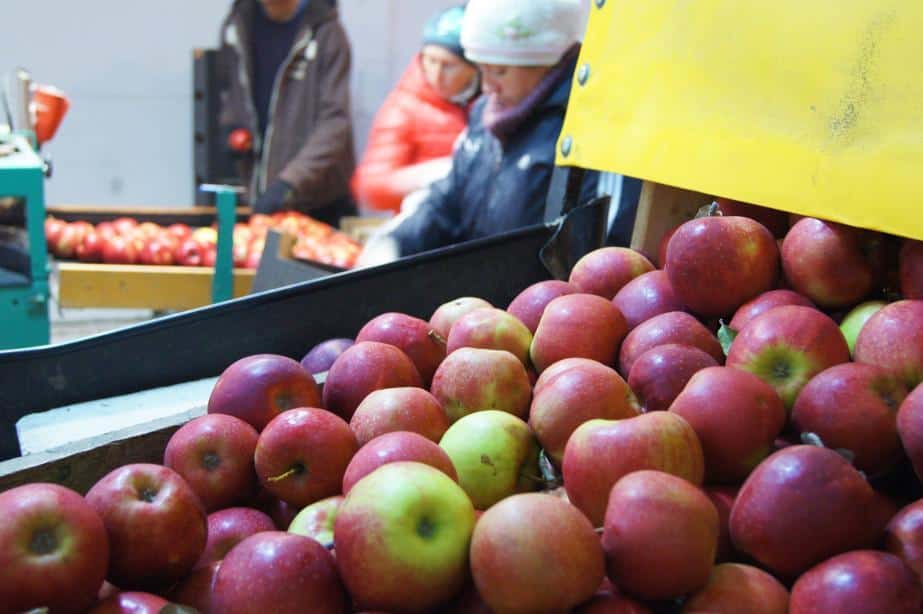 „To grupa zginie bez sadownika, a nie sadownik bez grupy”? Warto przeczytać