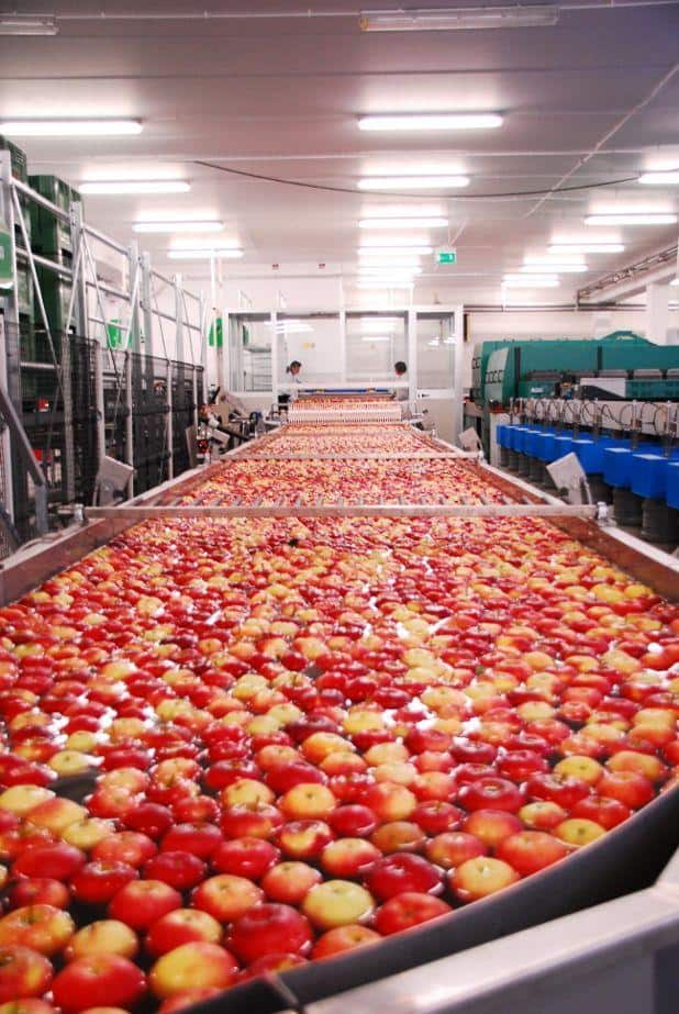 Czy grupa producentów Roja będzie miała szansę wyjść z długów?