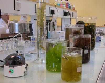 laboratoriumalgi