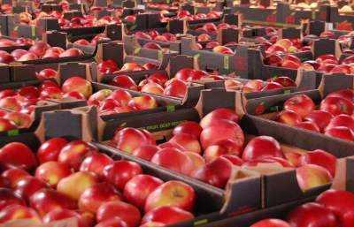 jablka-kartony