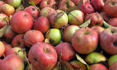 jablka-przemyslowe