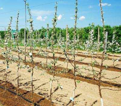 Jonaprince Gajownik small