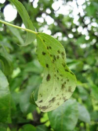 parch gruszy ewelina wiacek