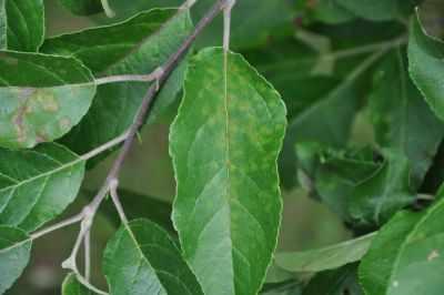 parch jabloni na lisciach ewelina wiacek