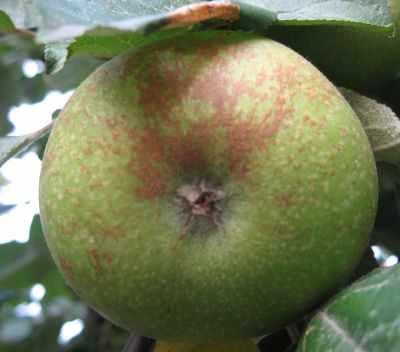 pordzewiacz jabloniowy ewelina wiacek