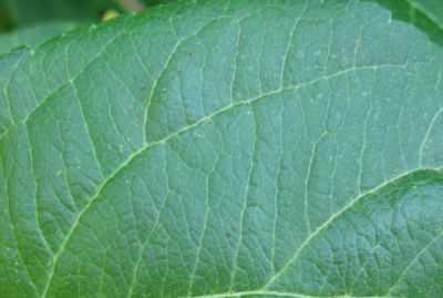 przedziorek owocowiec ewelina wiacek