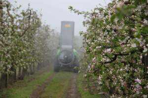 opryskiwanie kwitnienie