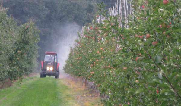 opryskiwanie w sadzie