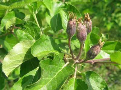 zawiazaki-10-maja-jab