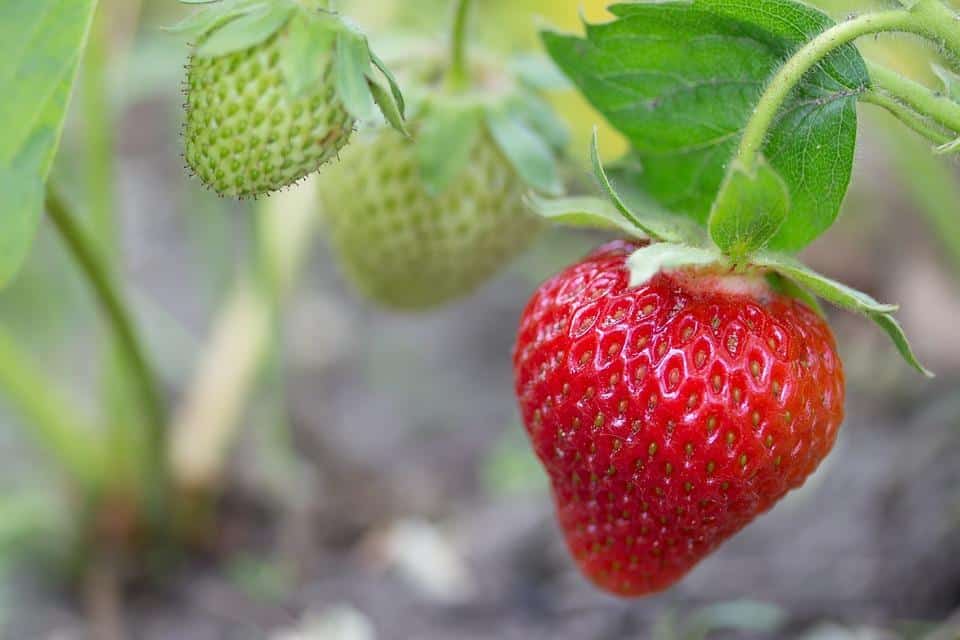  Szara pleśń w uprawie truskawki i maliny – Pyrus 400 SC