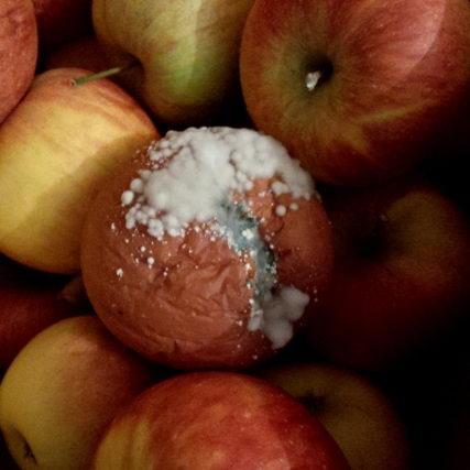 Choroby przechowalnicze jabłek cz.1 – SZARA PLEŚŃ