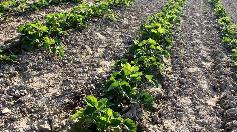 KOMUNIKAT SKS 9 2018-05-04, Truskawka, porzeczka