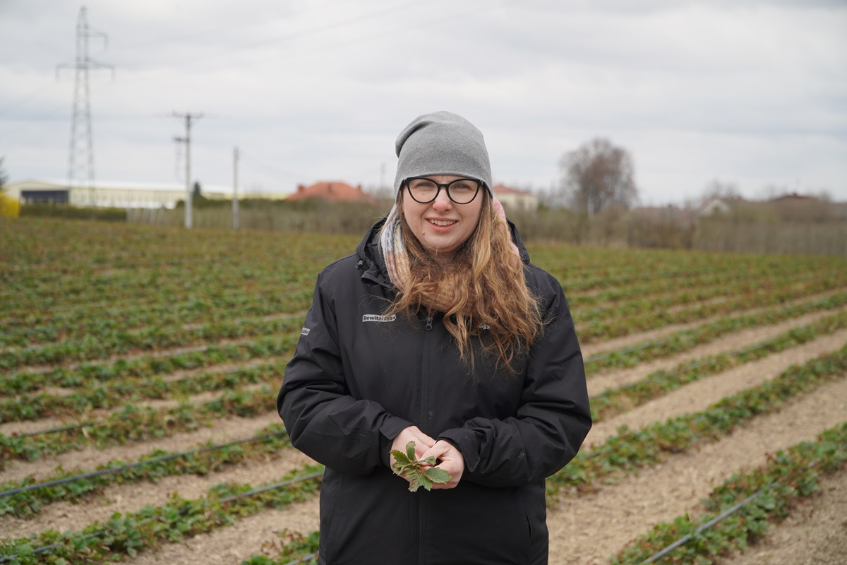 Wizyta na plantacji truskawek – zalecenia i obserwacje