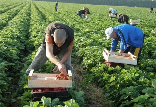 Chętni do zbioru truskawek potrzebni od zaraz!