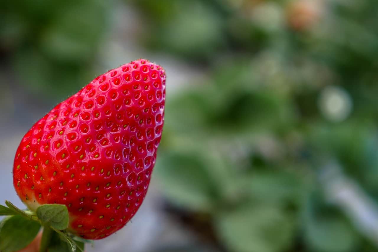 Zbiory truskawek opóźnione. Problemy plantatorów