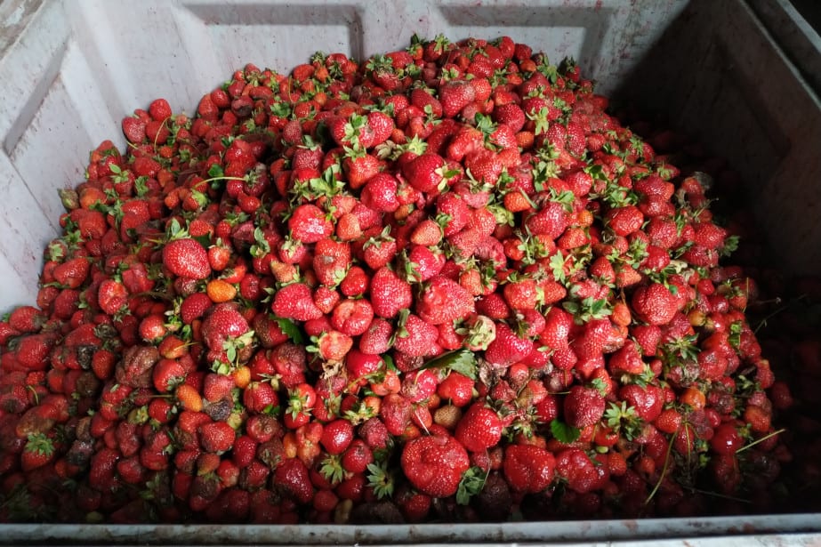 Ukraina: Fatalna jakość truskawek, popyt i ceny coraz niższe