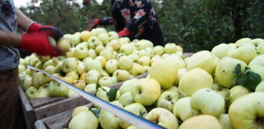 Wyłamał się pierwszy przetwórca: zakład POLKON (gmina Łoniów)  skupuje przemysł po 35 gr