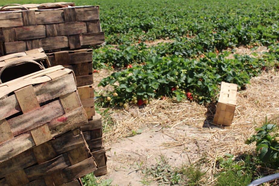 Ukraińcy chcą zamknąć granice! ZSRP apeluje do władz o interwencję