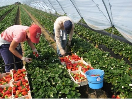 14-dniowa kwarantanna głównym problemem ukraińskich migrantów zarobkowych w Polsce