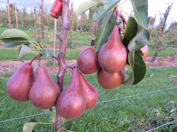 W Belgii i Holandii posadzono pierwsze drzewa czerwonej Konferencji