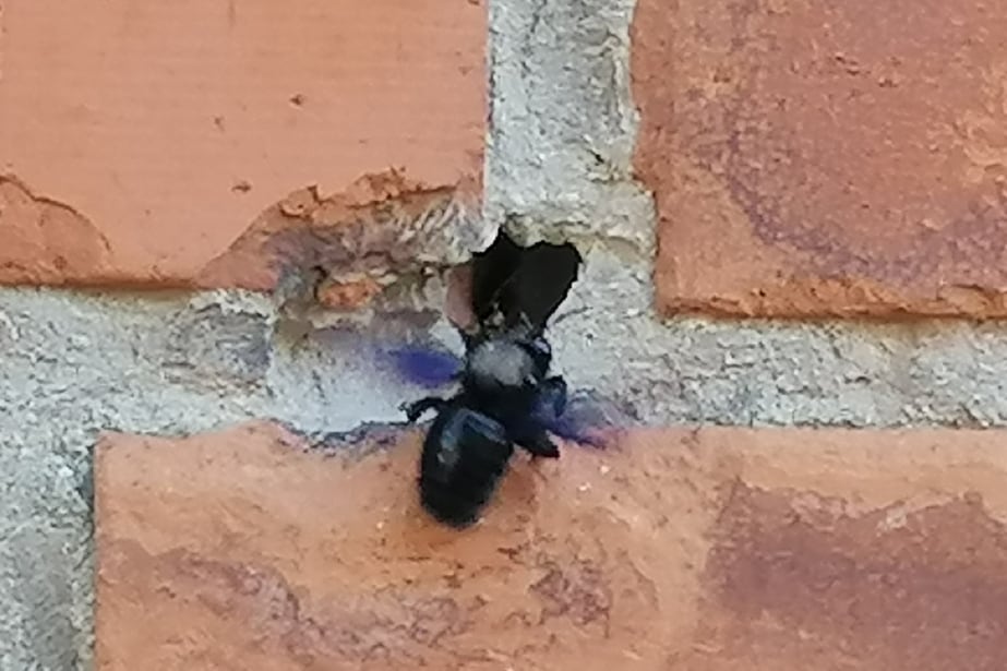 zadrzechnia fioletowa