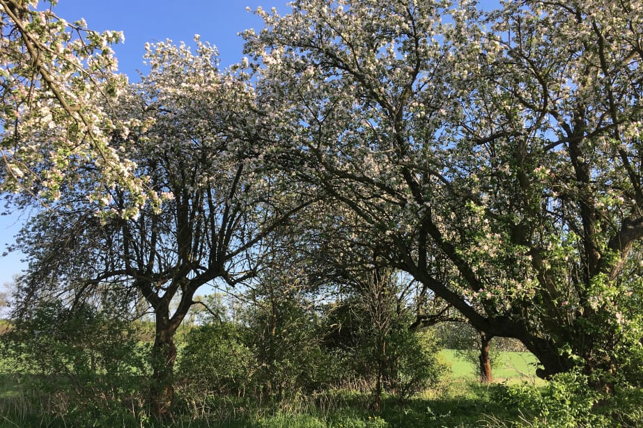 Stare sady – renowacja czy replantacja?