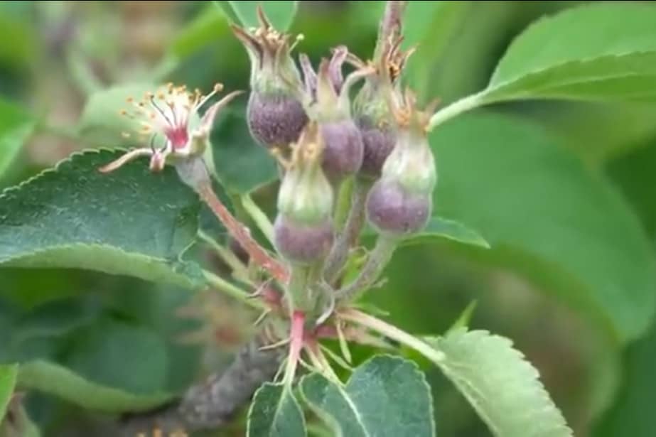 Im drzewo bliżej zapylacza, tym większe ryzyko przemiennego owocowania. Można temu zaradzić?