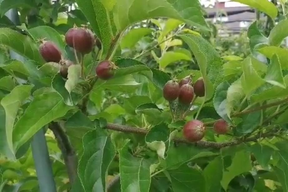 ABC dokarmiania wapniem zawiązków gatunków ziarnkowych (podejście tradycyjne)