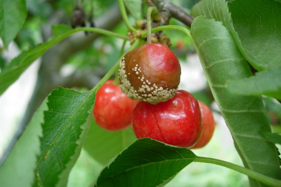 Jak skutecznie chronić sad przed brunatną zgnilizną drzew pestkowych?